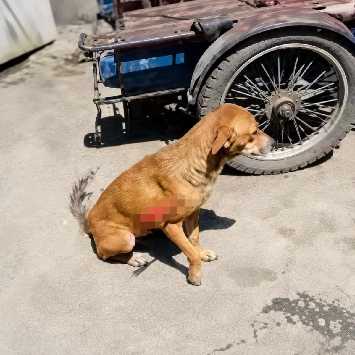 THE injured dog. (Bach Project FB)