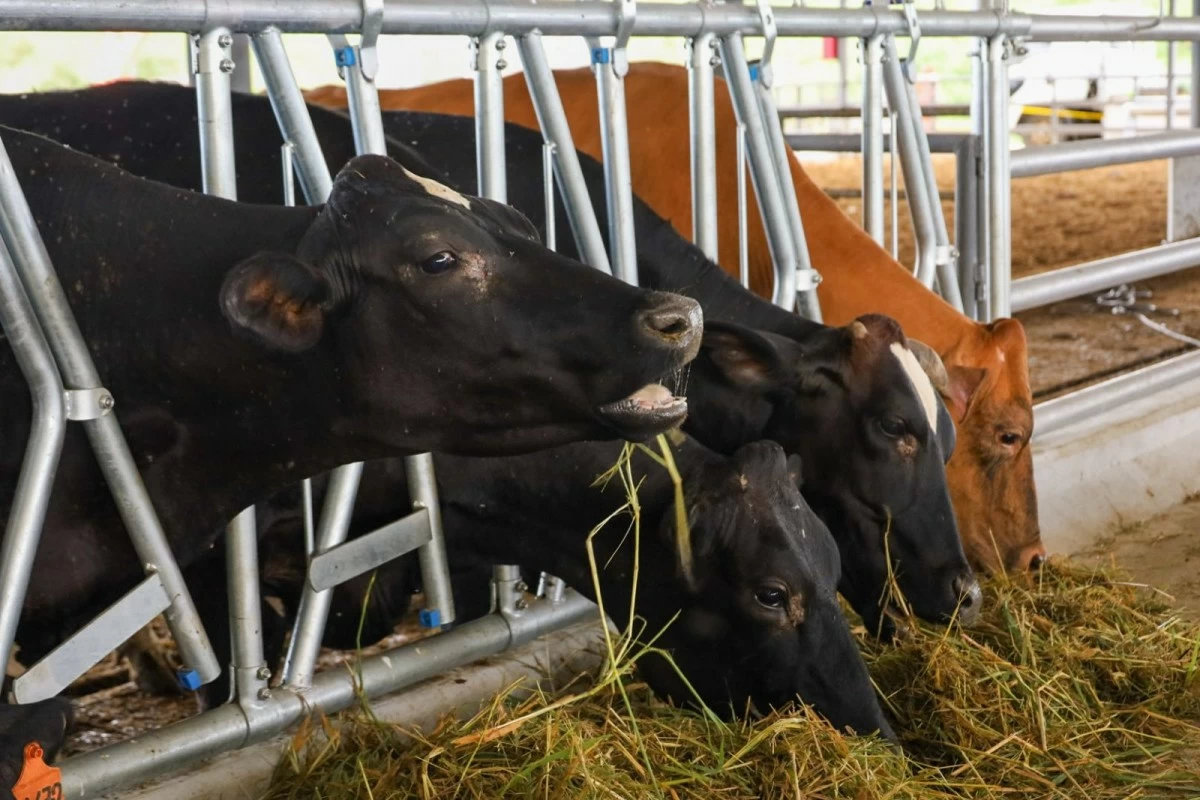 Philippines bars Middle East, European animal imports after FMD outbreaks