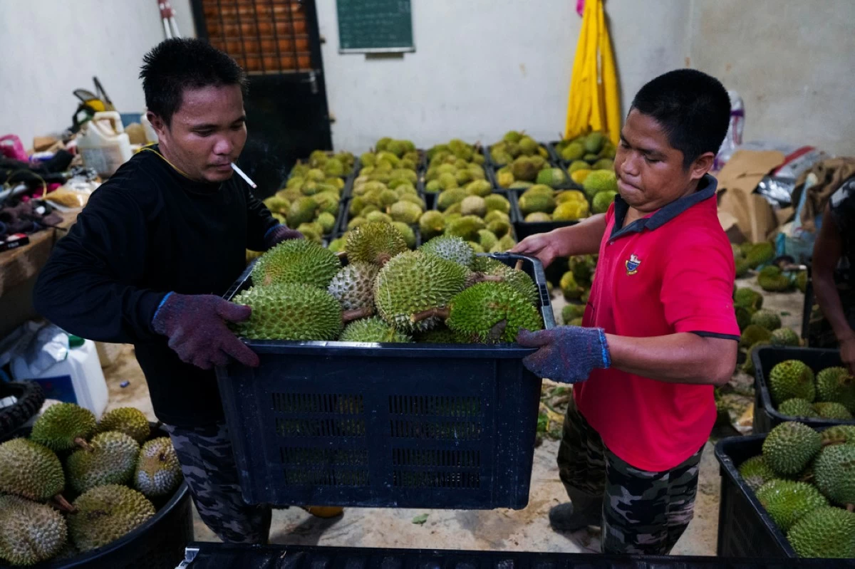 Workers carry a basket of freshly harvested durians at a farm collection point in Karak, Pahang state, Malaysia, Tuesday, June 23, 2026. (AP Photo/Vincent Thian)