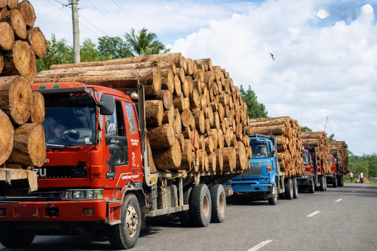 Heavy logging trucks transporting timber along the highway.