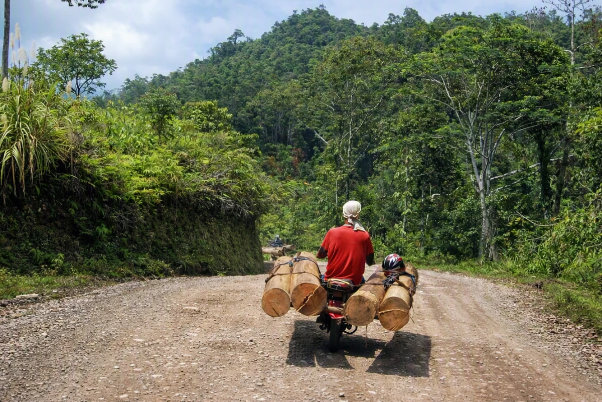A rider hauls heavy logs on a dirt road through the forest.