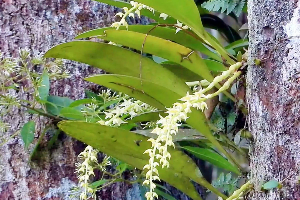 The endangered Bulbophyllum cf. apodum Hook.f. ( CENRO Matalam photo) 