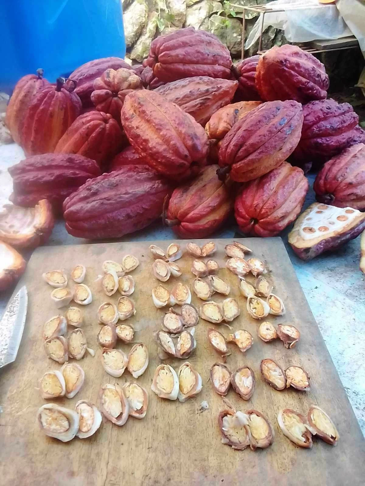 CACAO BEANS from Plentitude’s partner from the Mountain Province. 