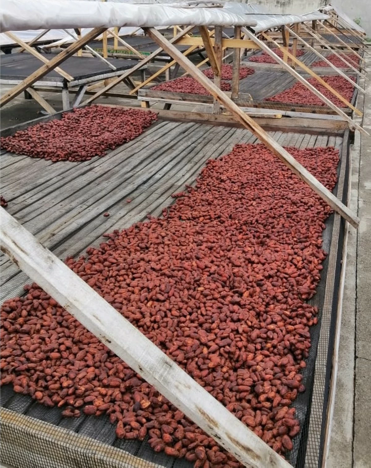 SUN DRYING — Cacao beans drying under the sun in Davao.