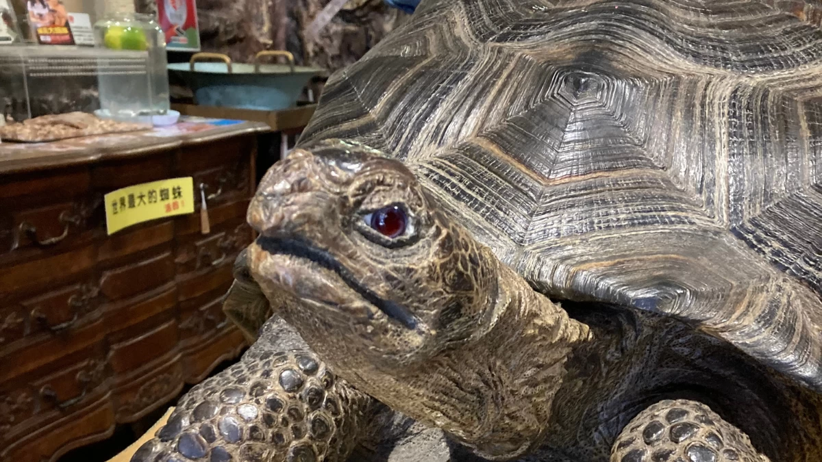 Taxidermied tortoise from the odd shop
