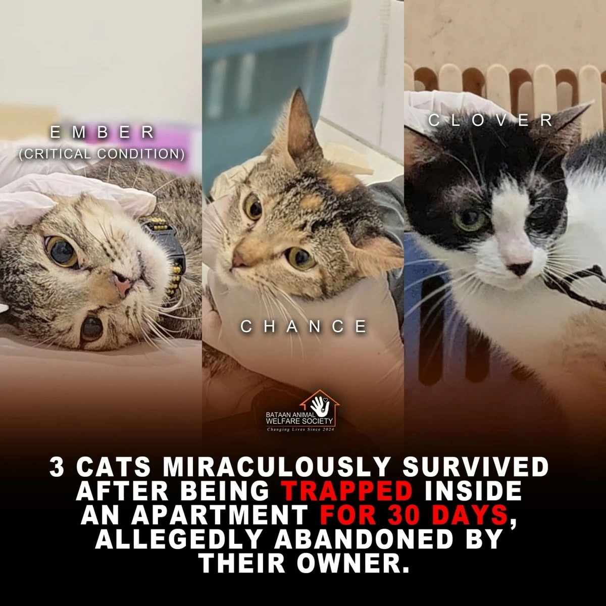 Three cats rescued after being left in an apartment for weeks without food and water in Noveleta (Photo courtesy of Bataan Animal Welfare Society/MANILA BULLETIN)