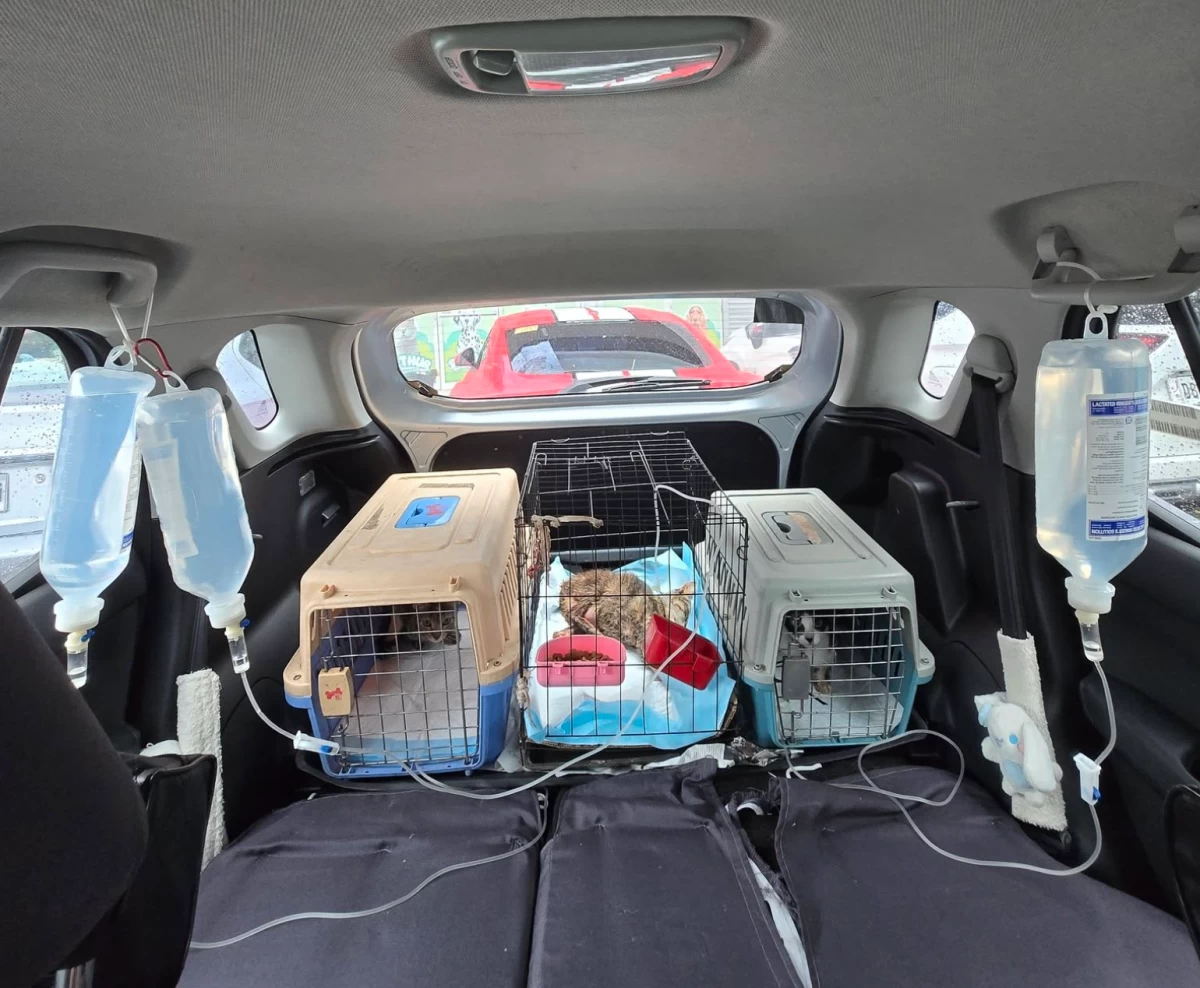 Three cats rescued after being left in an apartment for weeks without food and water in Noveleta (Photo courtesy of Bataan Animal Welfare Society/MANILA BULLETIN)