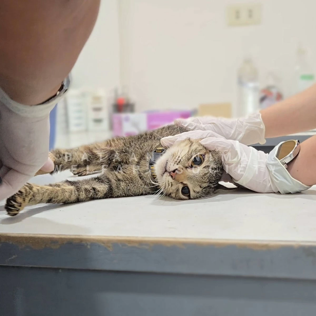 Ember, one of the cats rescued after being left in an apartment for weeks without food and water in Noveleta (Photo courtesy of Bataan Animal Welfare Society/MANILA BULLETIN) 