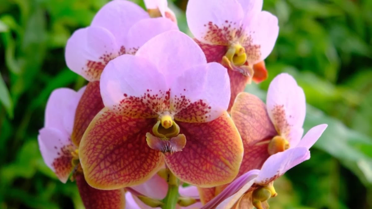 See Kadayawan in full bloom with Waling Waling and other homegrown plant varieties at Kadayawan Agri-Trade Fair.