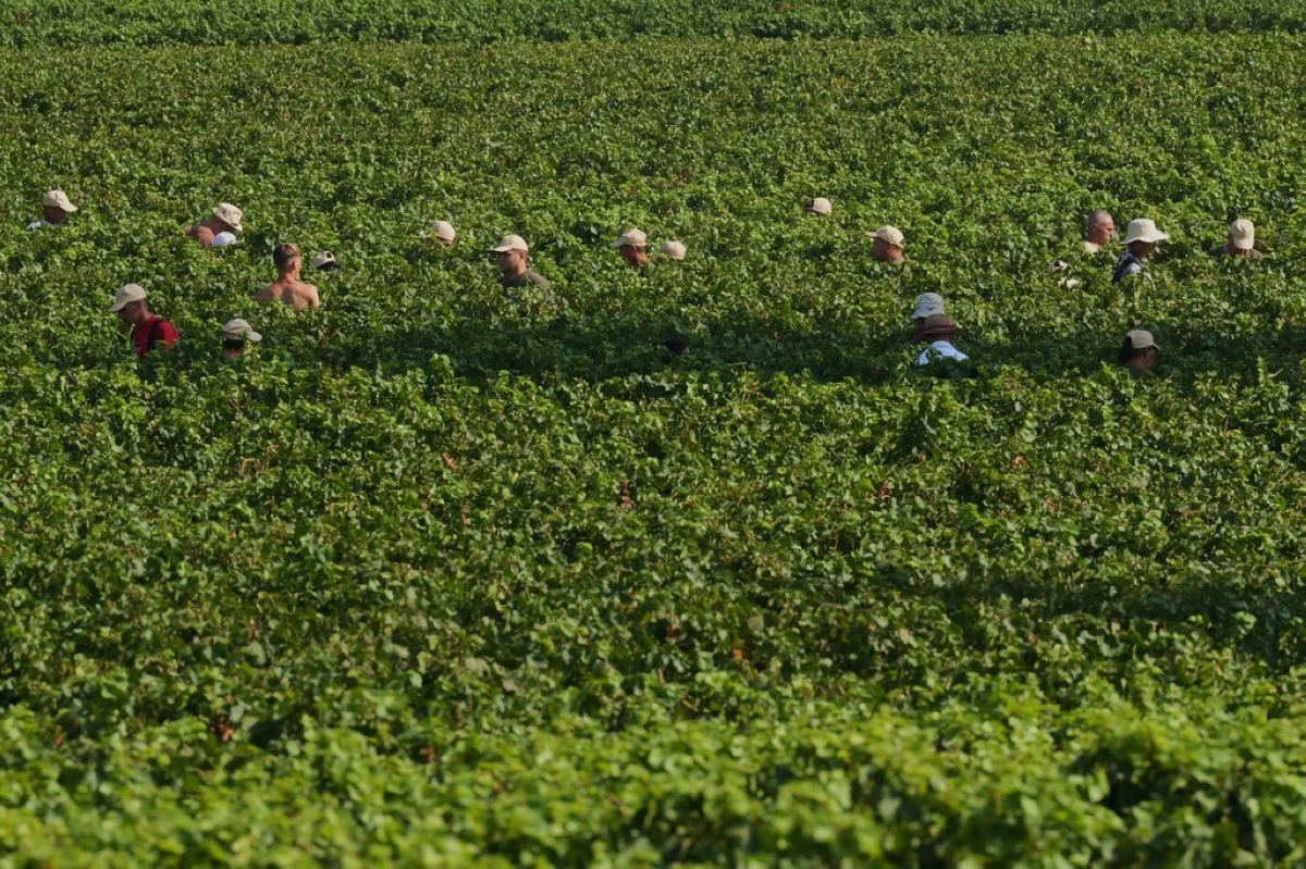 Workers pick wine grapes during the harvest in Corte Franca, northern Italy, Thursday, Aug. 6, 2026. (AP Photo/Antonio Calanni)