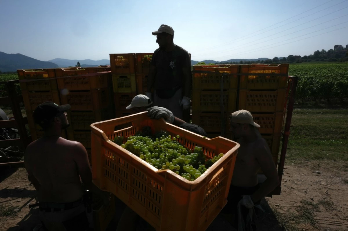 Workers unload crates of wine grapes on a tractor during the harvest in Corte Franca, northern Italy, Thursday, Aug. 6, 2026. (AP Photo/Antonio Calanni)