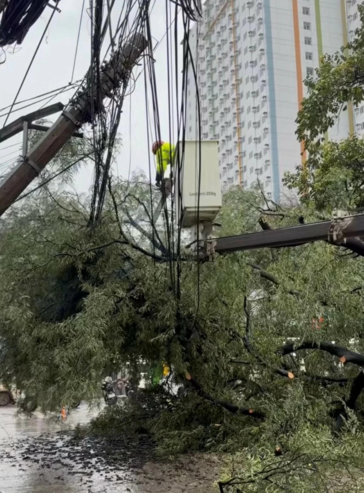 QCDRRMD personnel work to remove a fallen sampaloc tree along Sct. Albano corner Panay Avenue in Barangay South Triangle, Quezon City, on Sunday afternoon, Aug. 16. (Photo courtesy of Barangay South Triangle)
