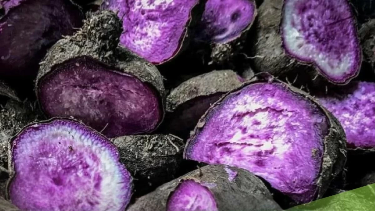 Philippines formally unifies ube industry for global push
