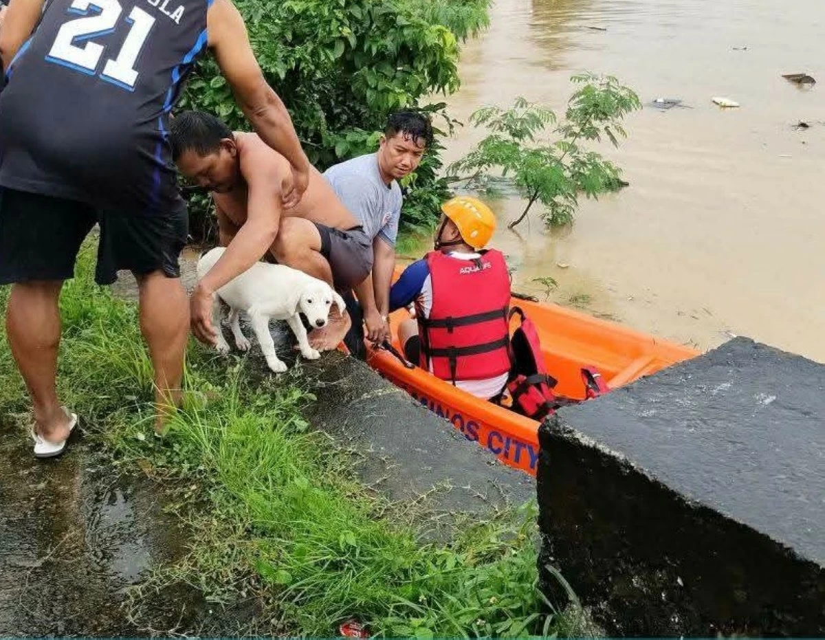 Responders conduct rescue and forced evacuation operations in flood-prone areas of Alaminos City as water levels rise. (Alaminos CDRRMO)

