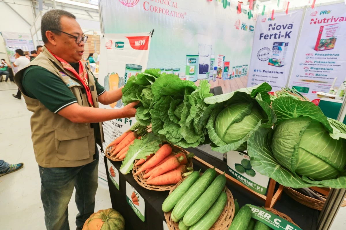 Department of Agriculture Davao Region chief Macario Gonzaga checks a Chinese cabbage from Baguio District, Davao City on display at the National Vegetable Congress at Azuela Cove,Davao City on Tuesday, August 18.   (Keith Bacongco)



