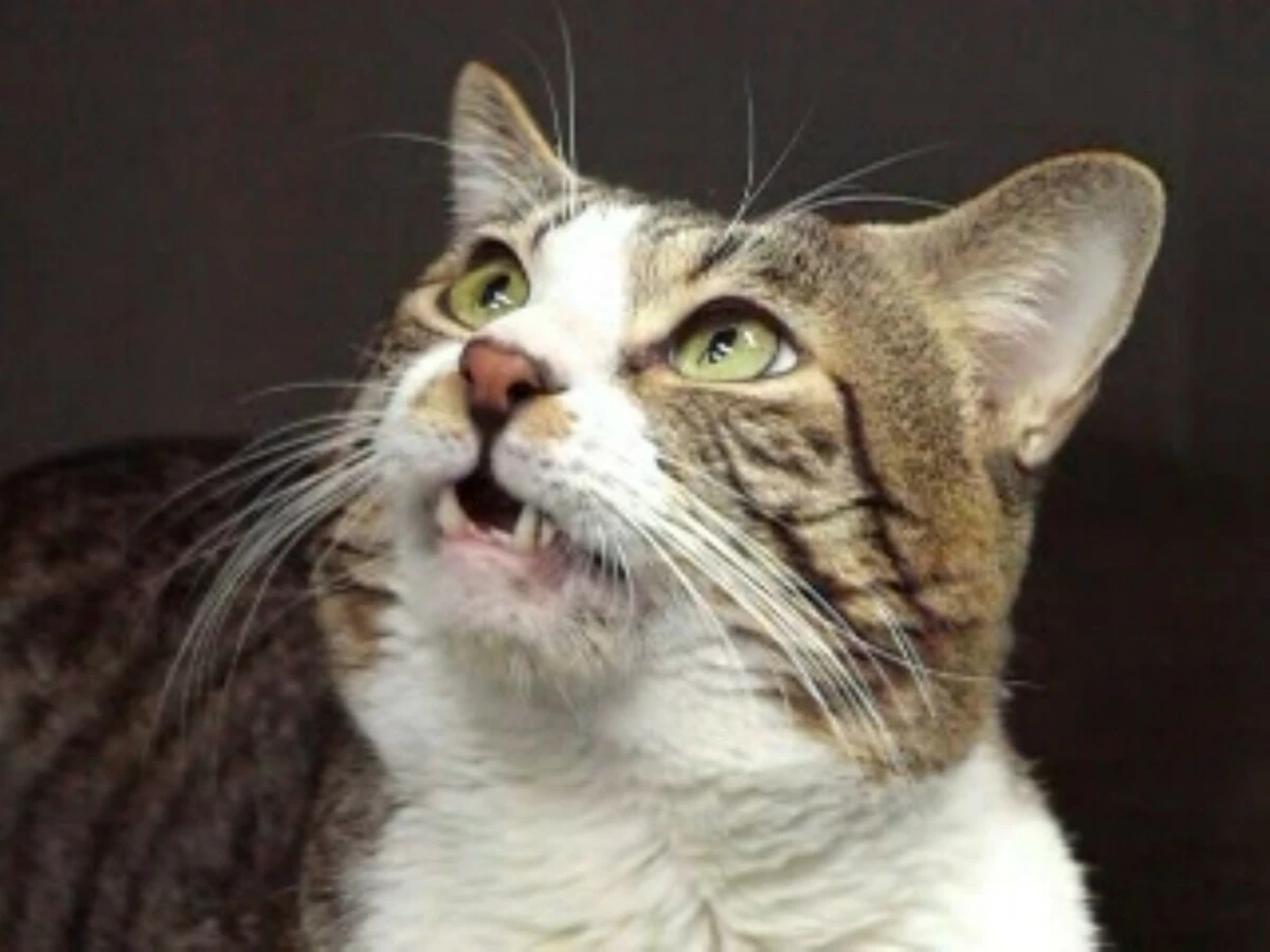 A cat displaying the Flehmen response, typically shown by feline species when they smell urine and other odorous substances with their mouths half-open (Courtesy of Iwate University professor Masao Miyazaki)