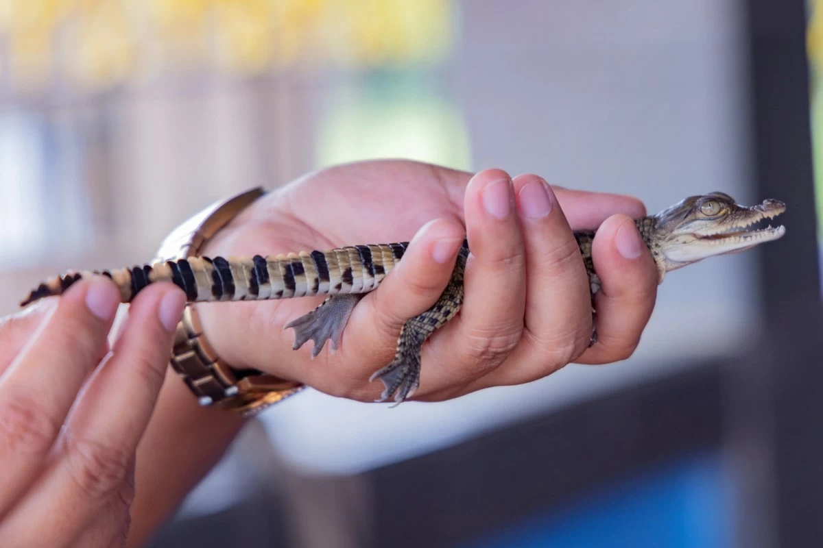 LOOK: More Philippine crocodile hatchlings were discovered during nest monitoring in San Mariano, Isabela, according to the Mabuwaya Foundation. The tiny hatchlings were carefully brought to safety by a Bantay Santuwaryo. (photo courtesy of Mabuwaya Foundation)