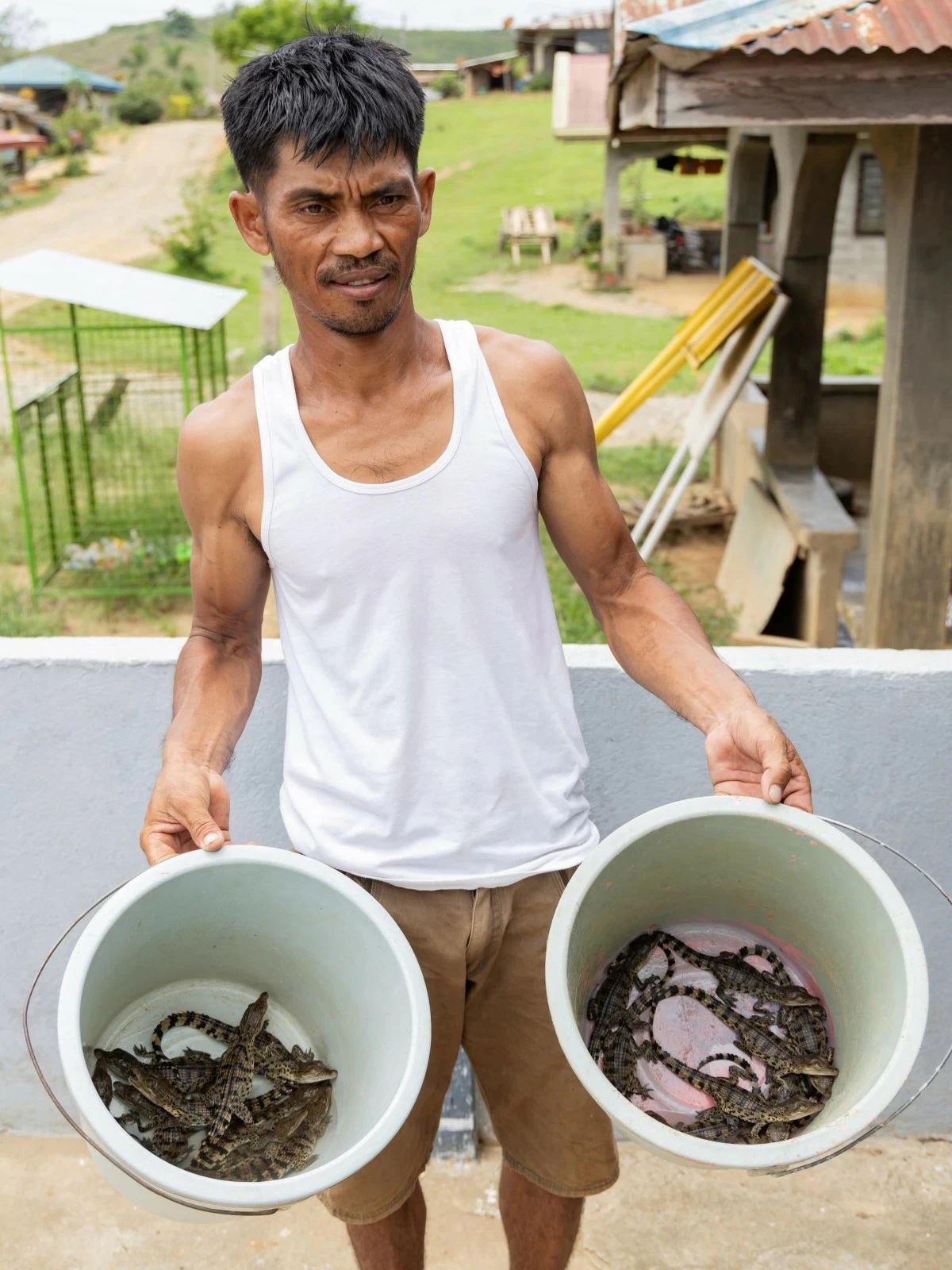 LOOK: More Philippine crocodile hatchlings were discovered during nest monitoring in San Mariano, Isabela, according to the Mabuwaya Foundation. The tiny hatchlings were carefully brought to safety by a Bantay Santuwaryo. (photo courtesy of Mabuwaya Foundation)