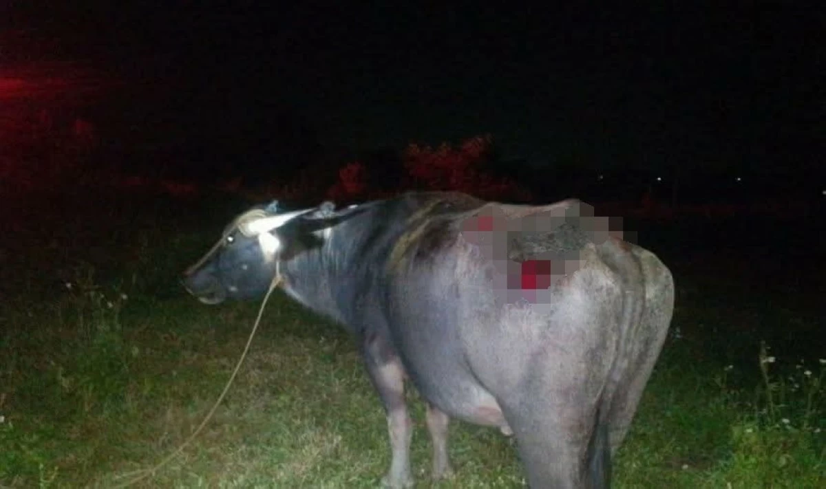 Two motorcycle riders were killed after they hit a carabao in Barangay Guimbalaon, Silay City, Negros Occidental on Sunday, August 23. (Silay City Police Station)