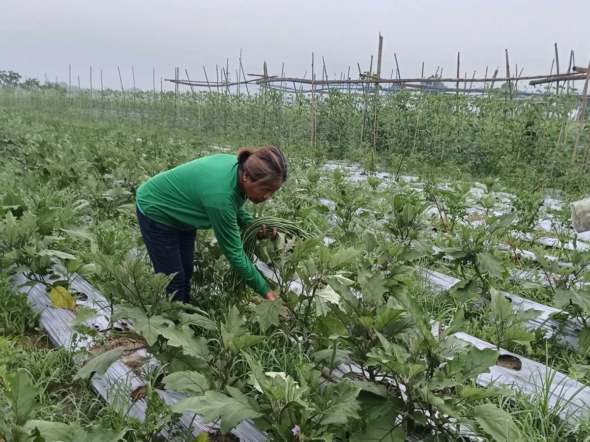 Mendoza checks on her eggplant field months after the tobacco harvest. While other commodities help sustain the farm between seasons, tobacco remains her biggest source of income.