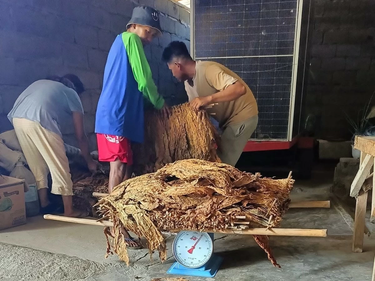 Alcala farmers weigh their burley tobacco harvest before it is remitted to Universal Leaf Philippines, Inc. (ULPI).