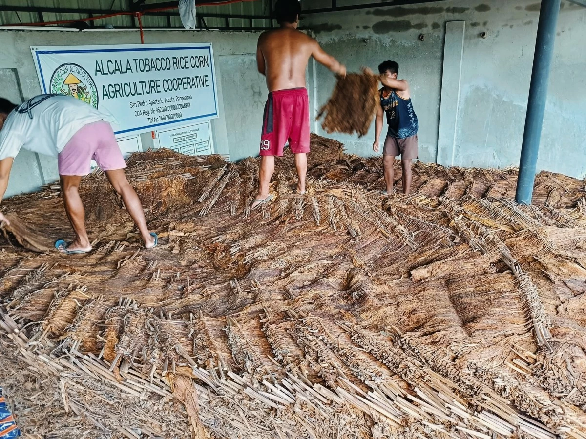 Tobacco growers flip strings of tobacco leaves to keep moisture at bay and prevent a decline in quality.