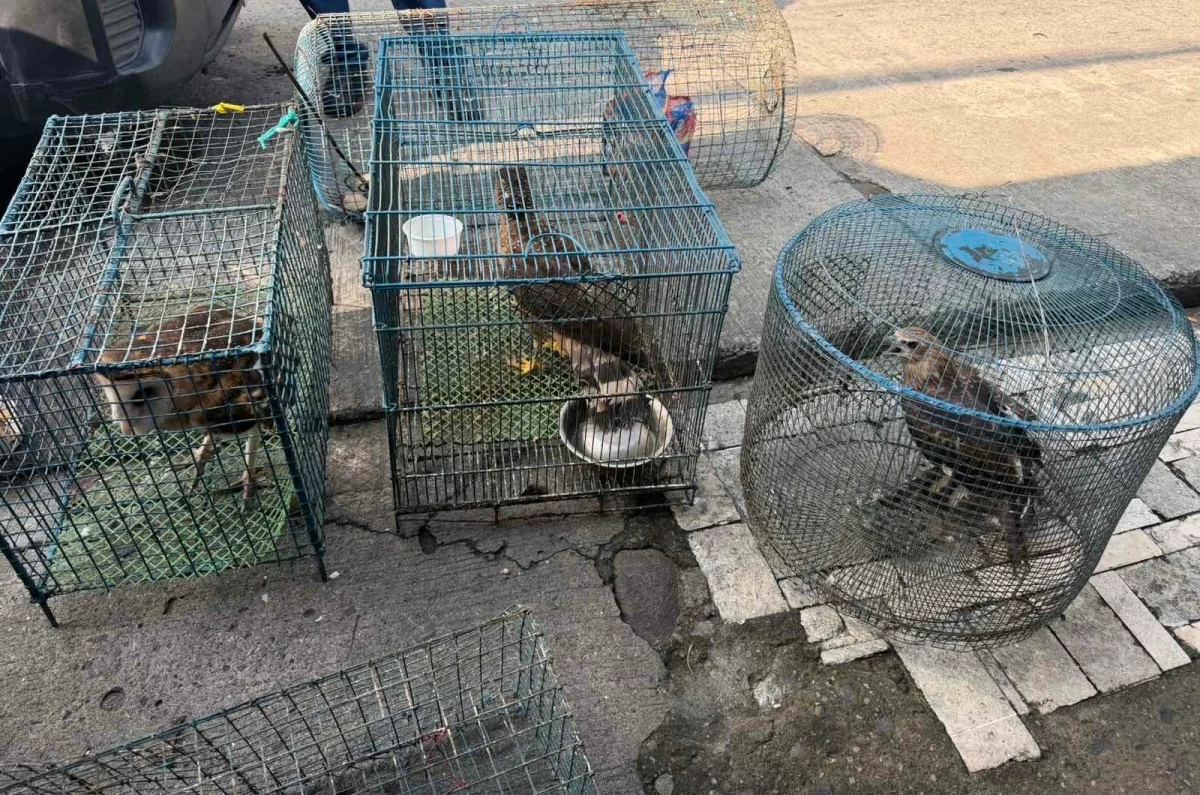 Älterer Mann in Bacolod wegen Wildtierhandels festgenommen
