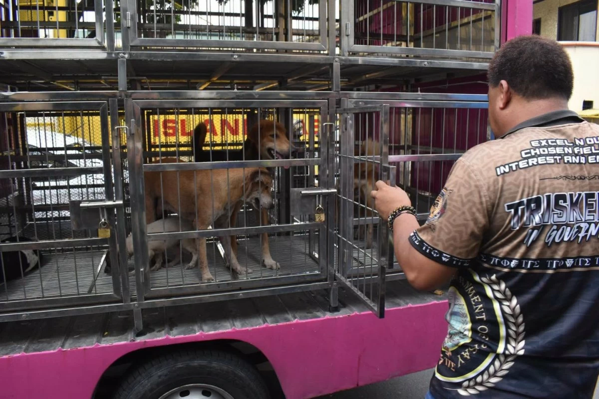 Pasay steps up clearing drive, rescues stray animals