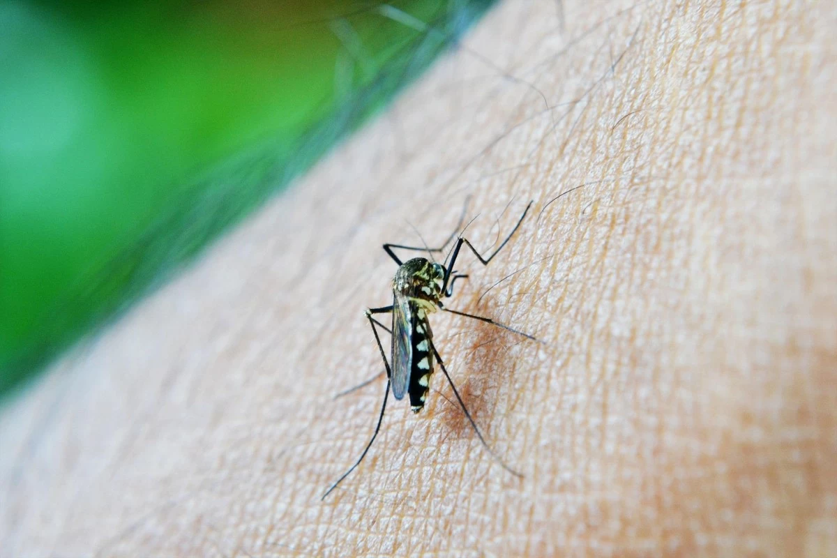 Manila confronts dengue spike as cases hit 4,048