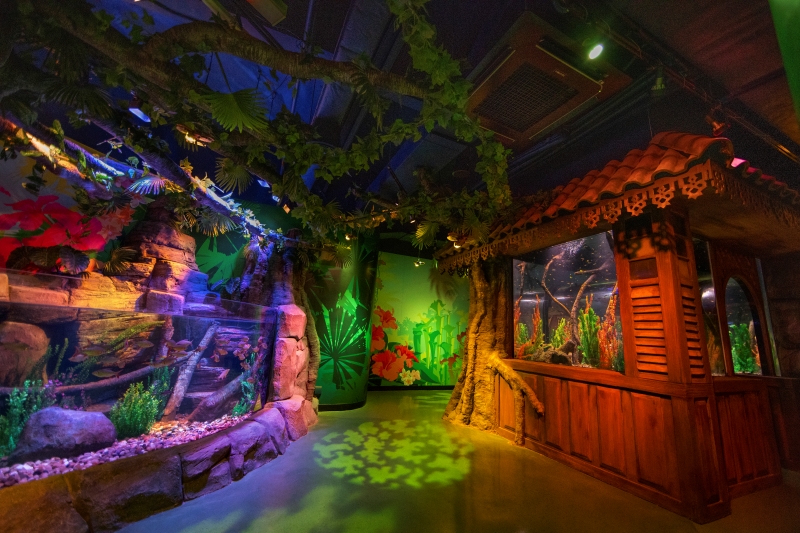 08-DSC6231-V1 rainforest.jpg