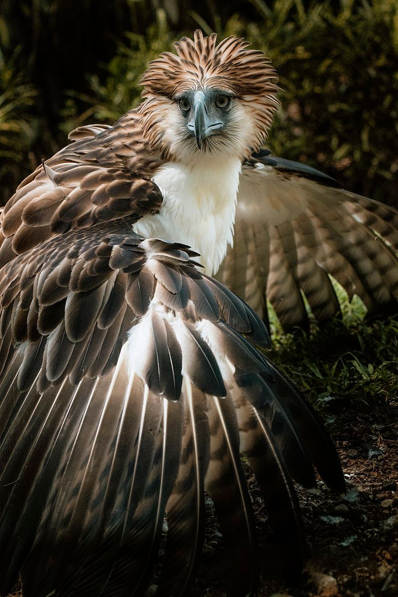 800px-Noblest_Flyer_Philippine_Eagle.jpg