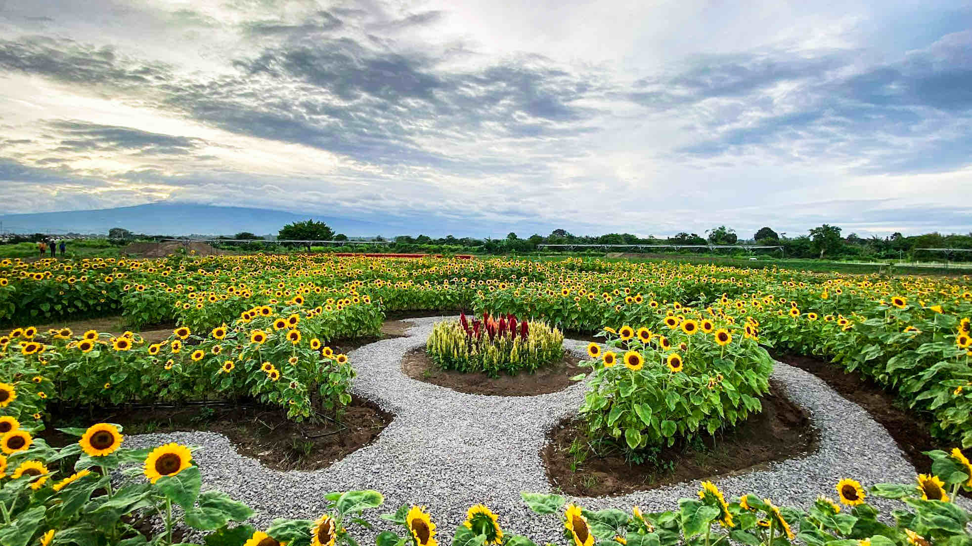 BUKID AMARA DAVAO 4.jpg