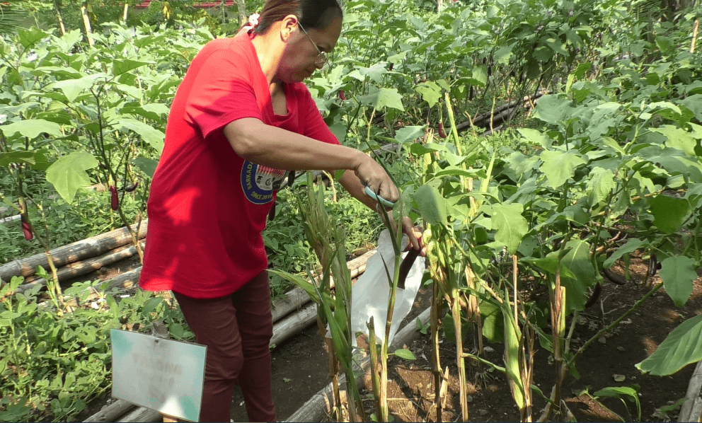 Binangonan BKB Gardening Handson.png