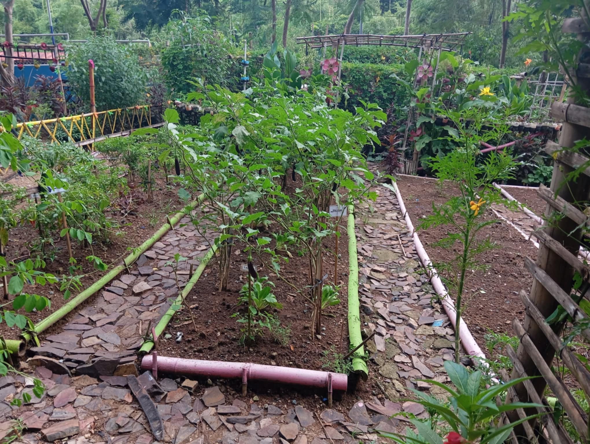 Binangonan Vegetable Garden1.jfif