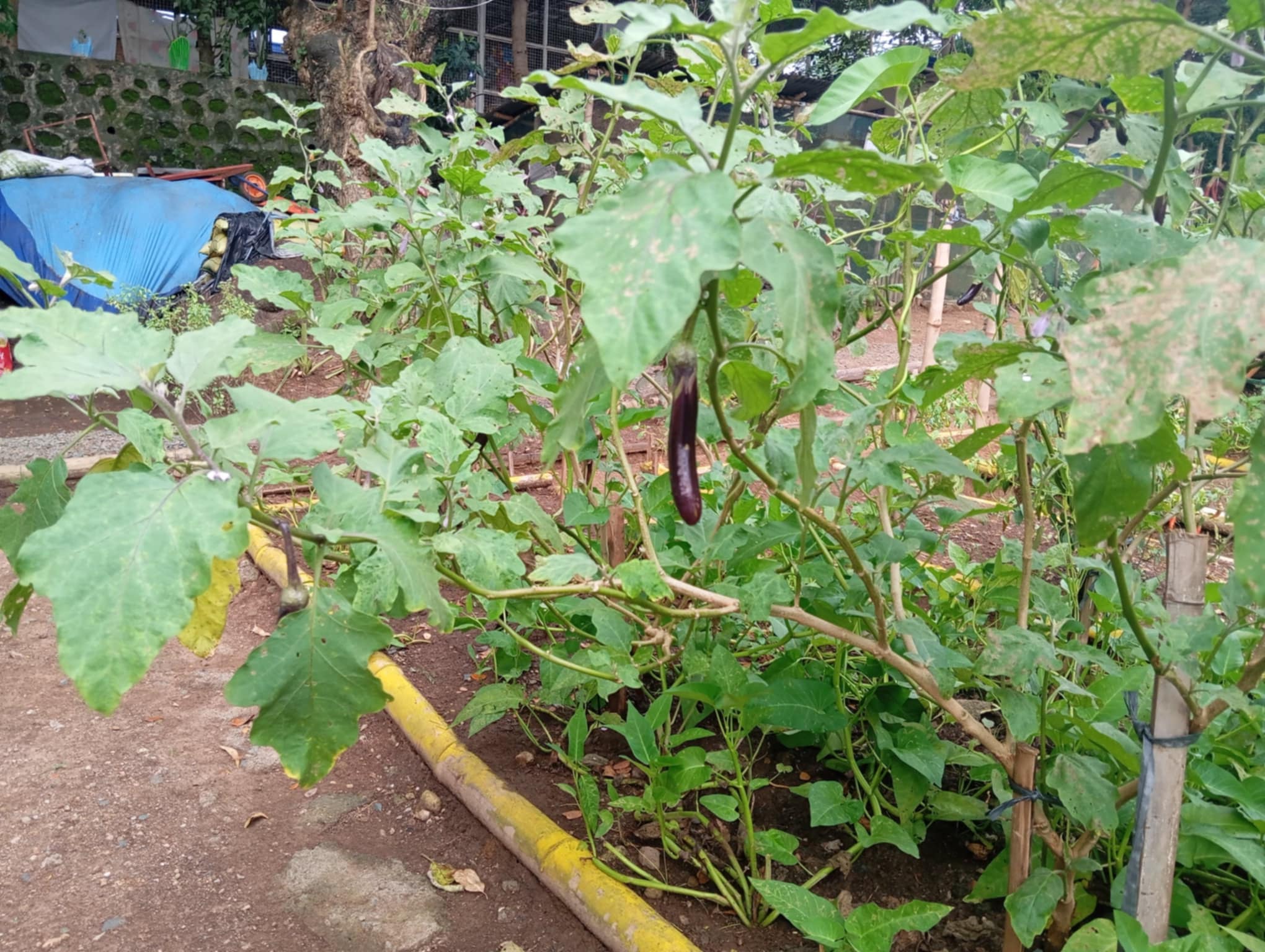 Binangonan Vegetable Garden2 eggplant.jfif