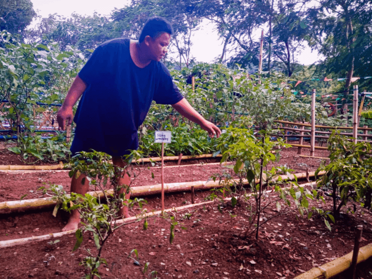 Binangonan Vegetable volunteer.png