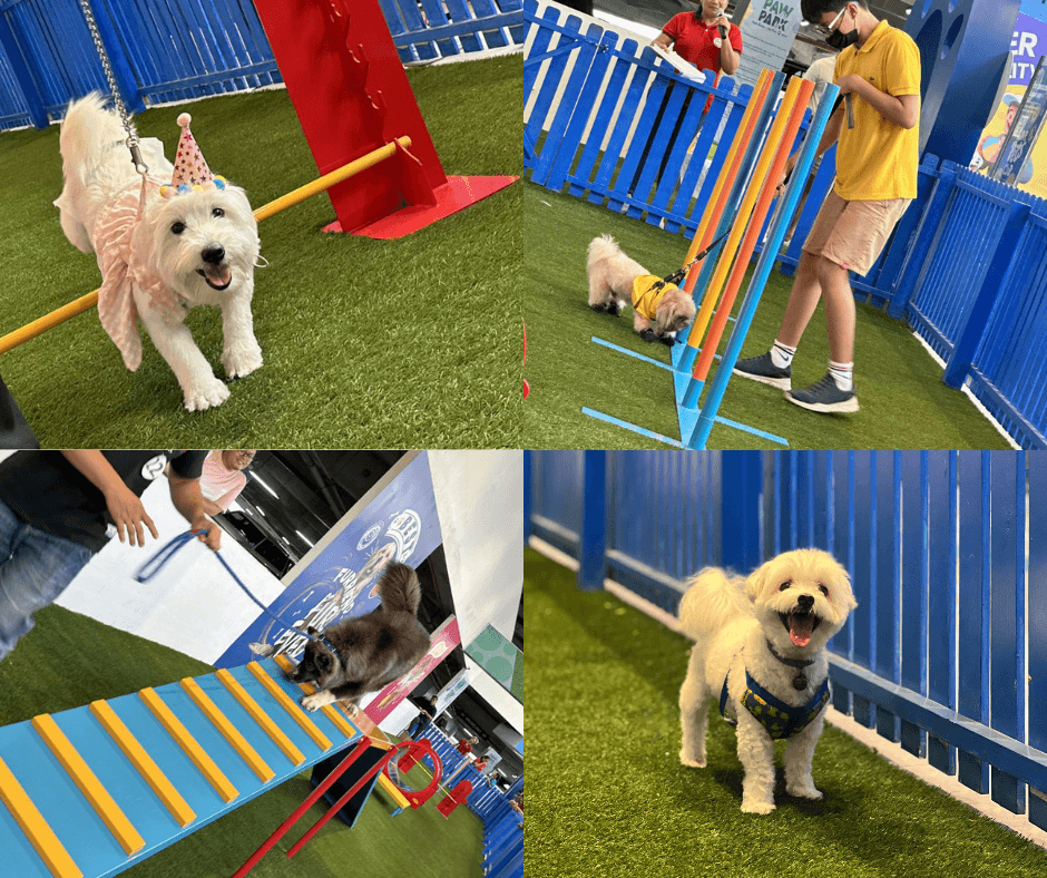 [Collage] Let your furry friends dive into summer fun – join the exciting Pet Olympics at SM Supermalls!.png