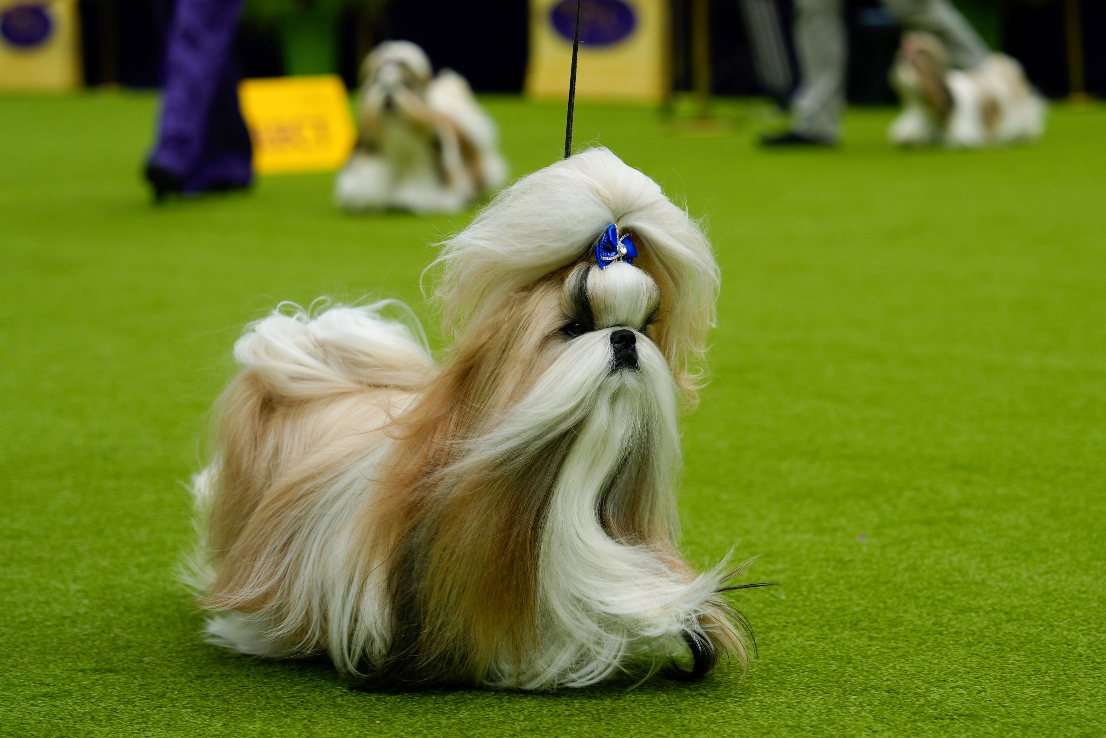 Comet, a Shih Tzu, competes in breed group judging at the 148th Westminster Kennel Club Dog show, Monday, May 13, 2024, at the USTA Billie Jean King National Tennis Center in New York. (AP).jpg