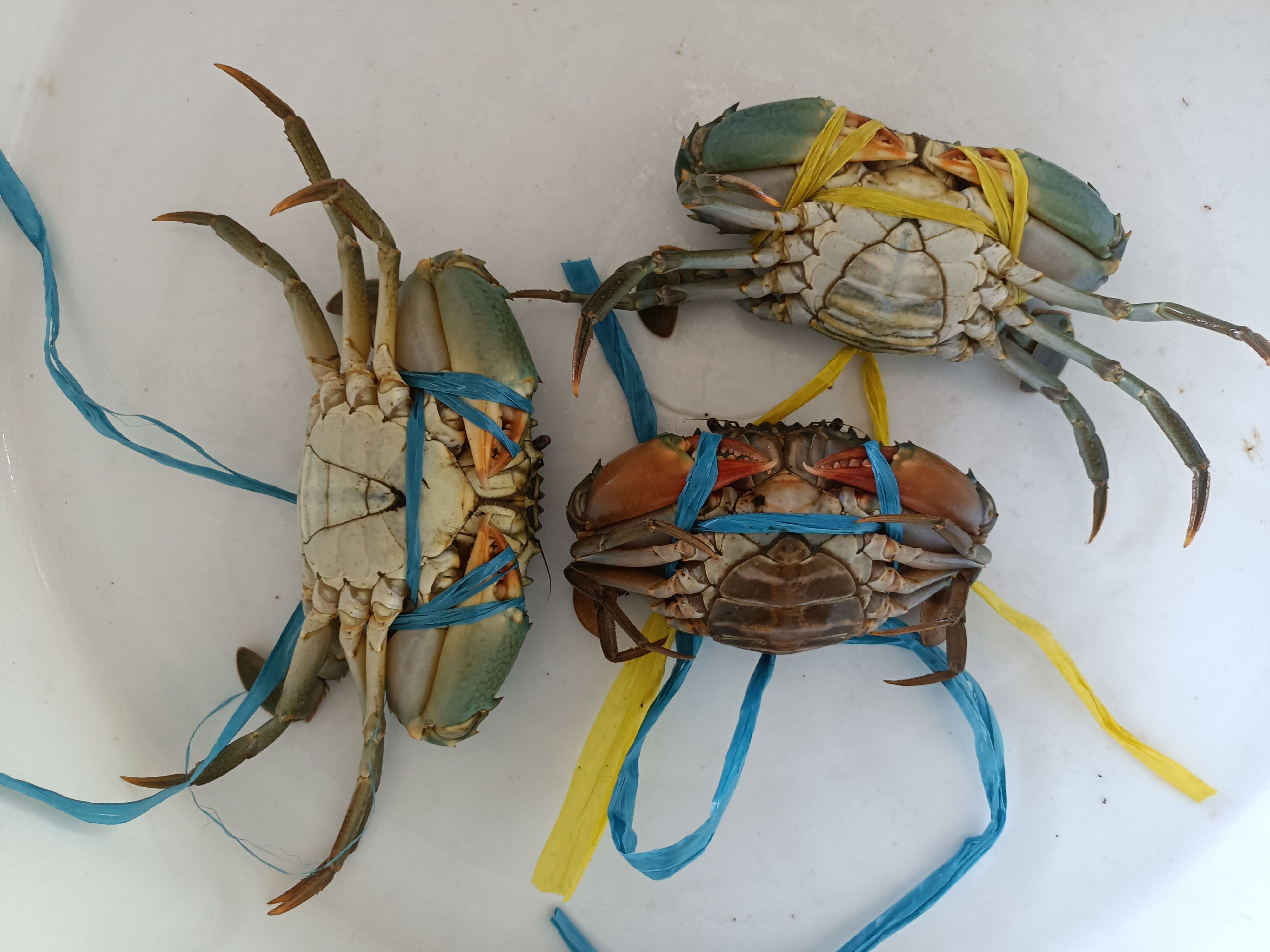 Genders of Crabs.jfif