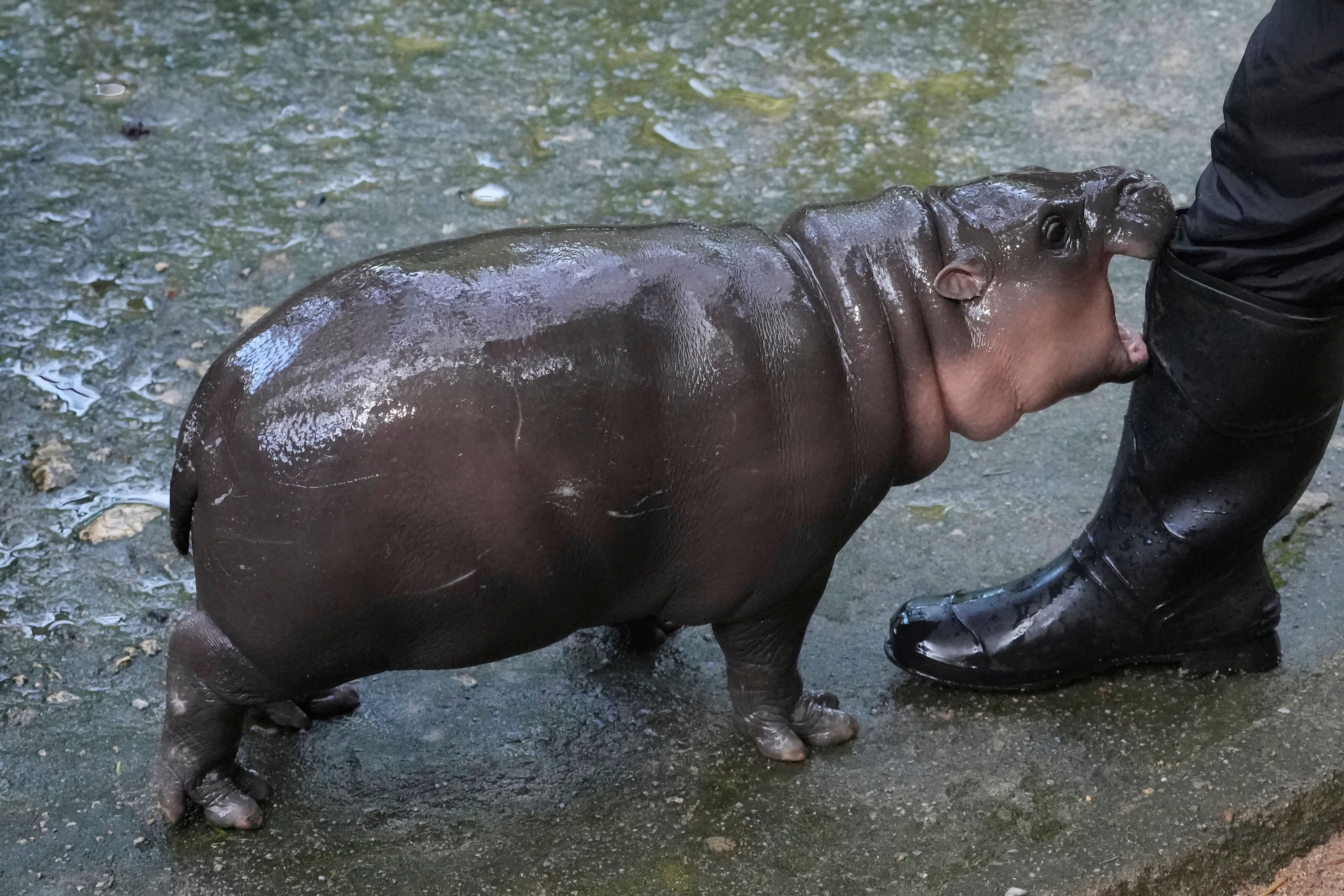 HIPPO PHOTO.jpg