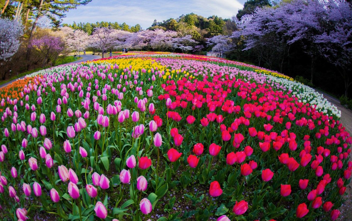 Hamamatsu Flower park.jpg