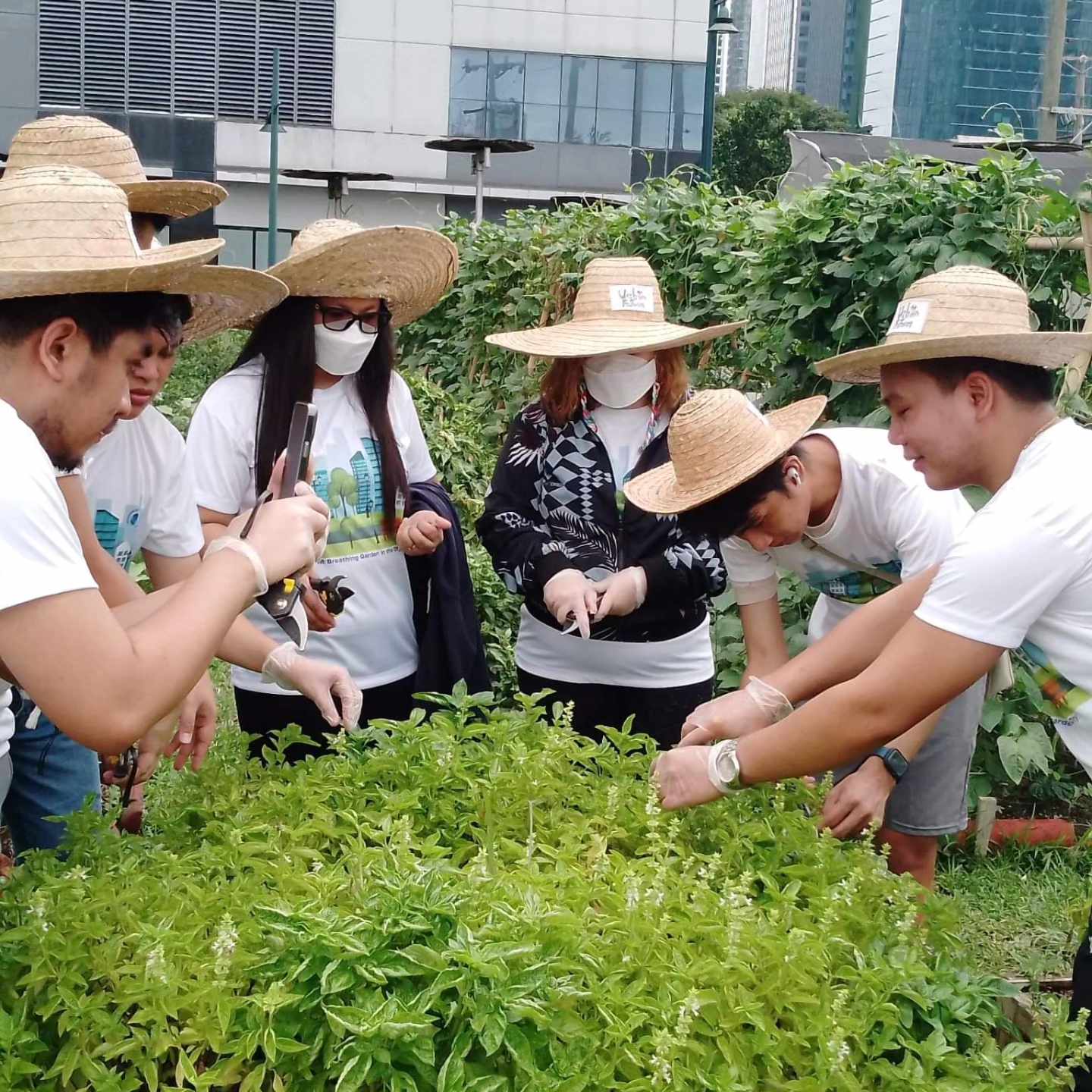 Harvesting herbs from the farm.jpg