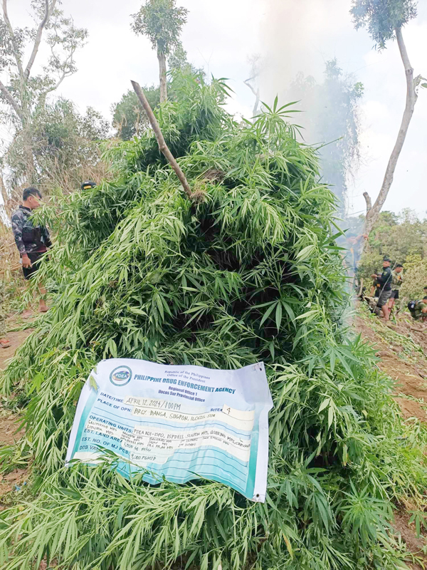 ILOCOS SUR MARIJUANA.jpg