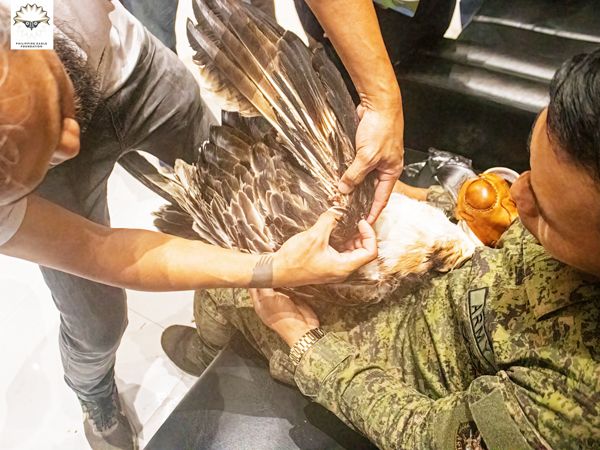 PHILIPPINE EAGLE CRADLE.jpg