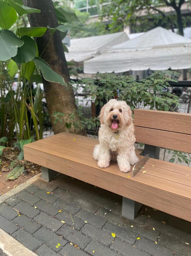 PLAYDATE Monique's three-year-old schnoodle Malthe.jpg