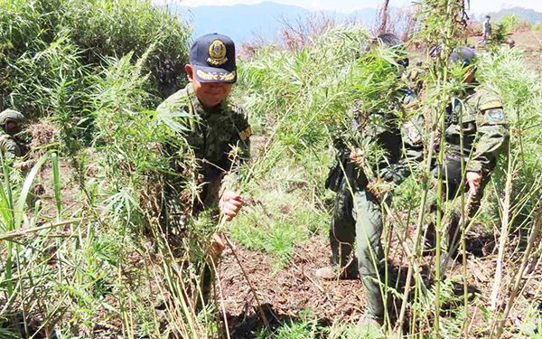 PRO-COR MARIJUANA.jpg