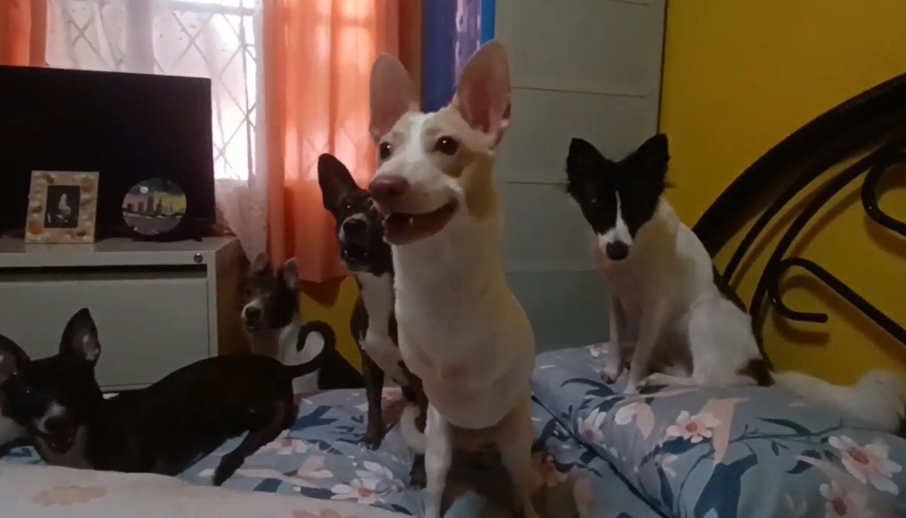 PWD dogs.jpg
