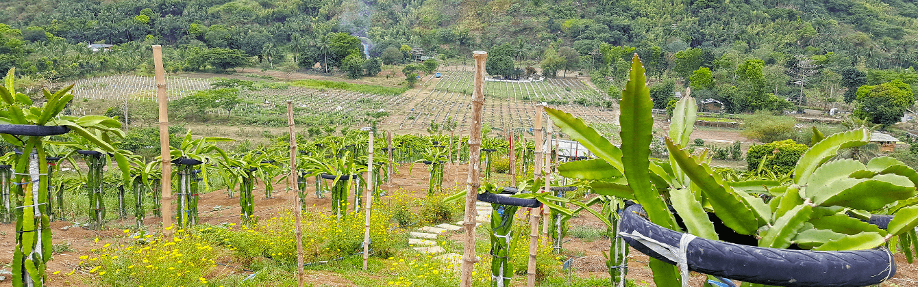Palaya Dragon Fruit Plants.png