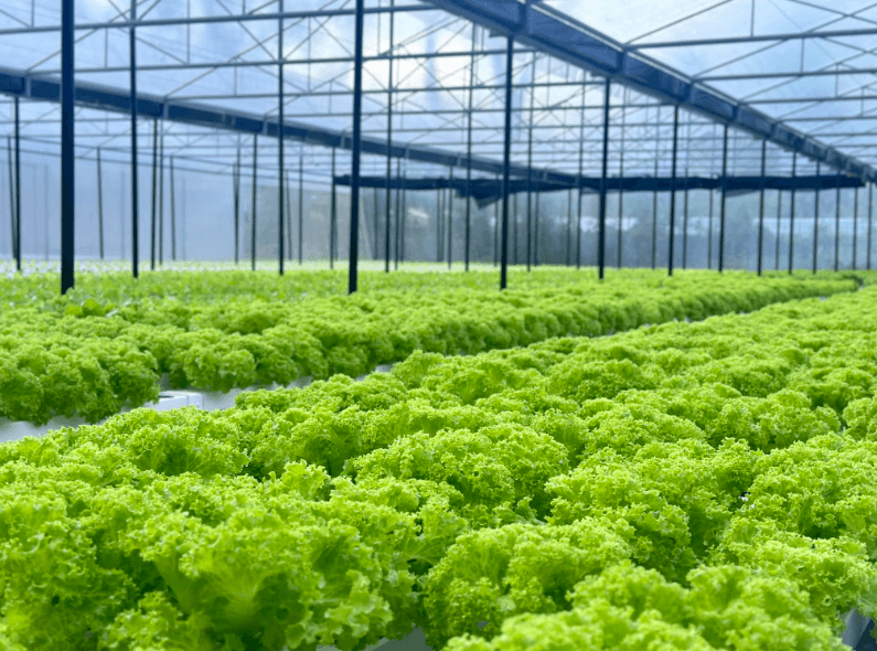 Palaya Greenhouse.png