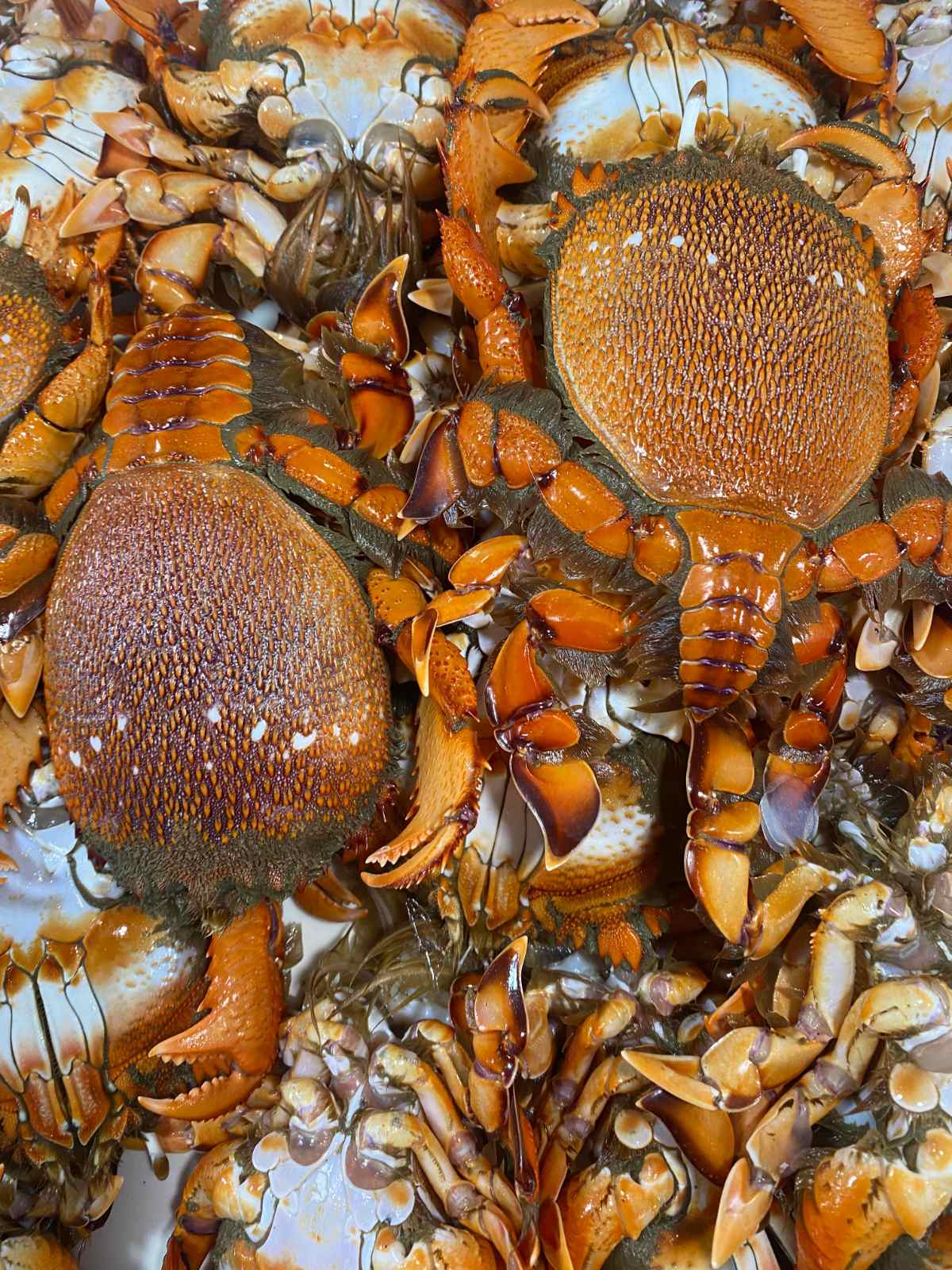 SEAFOOD GALORE Rajo's favorite morning activity is going to the market to see what's in there for lunch.jpg